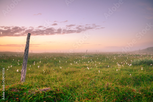 Minimalist Arctic Midnight Sky with Cotton Flowers and Old Wooden Pole, Ingøya Island, Finnmark, Norway