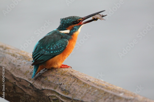 魚をくわえたカワセミ