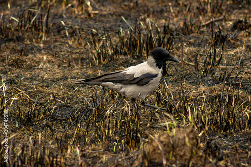 Raven looking for food on the scorched field