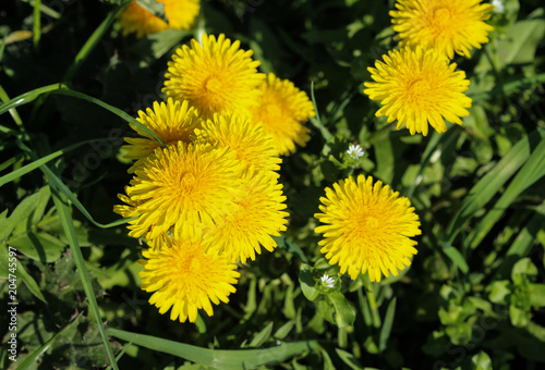 Yellow common dandelion  Taraxacum officinale  blooming