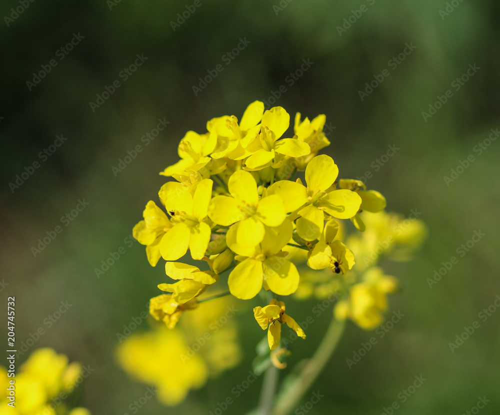 bittercress, herb barbara, yellow rocketcress or winter rocket (Barbarea vulgaris) blooming in spring bittercress, herb barbara, yellow rocketcress or winter rocket (Barbarea vulgaris) blooming in spring