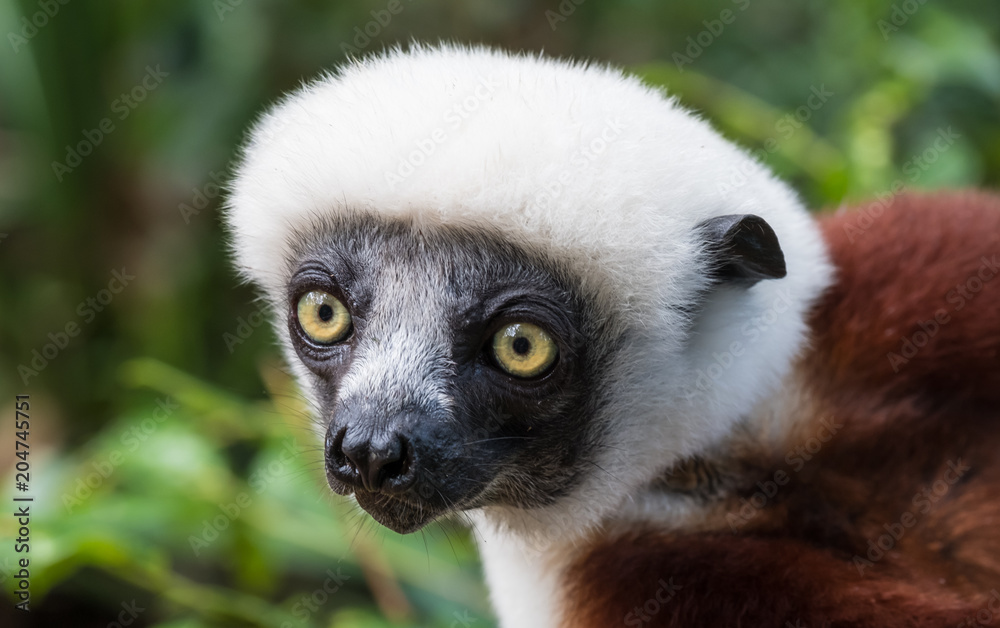 Obraz premium Sifaka, a large lemur which jumps from tree to tree in an upright position and rarefy comes to the ground and when it does it walks sideways, Andasibe National Park, Eastern Madagascar