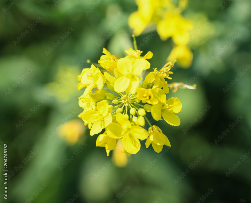 bittercress, herb barbara, yellow rocketcress or winter rocket (Barbarea vulgaris) blooming in spring bittercress, herb barbara, yellow rocketcress or winter rocket (Barbarea vulgaris) blooming in spring
