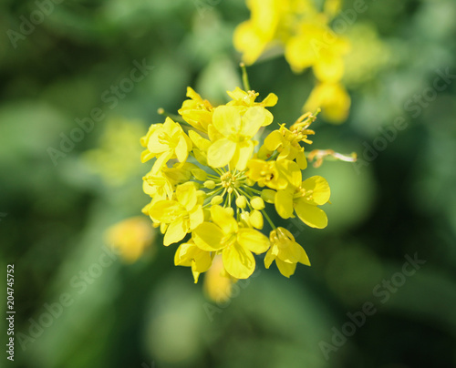 bittercress, herb barbara, yellow rocketcress or winter rocket (Barbarea vulgaris) blooming in spring