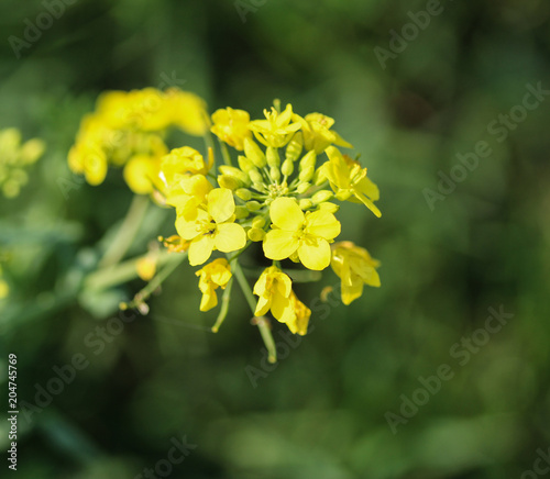 bittercress, herb barbara, yellow rocketcress or winter rocket (Barbarea vulgaris) blooming in spring