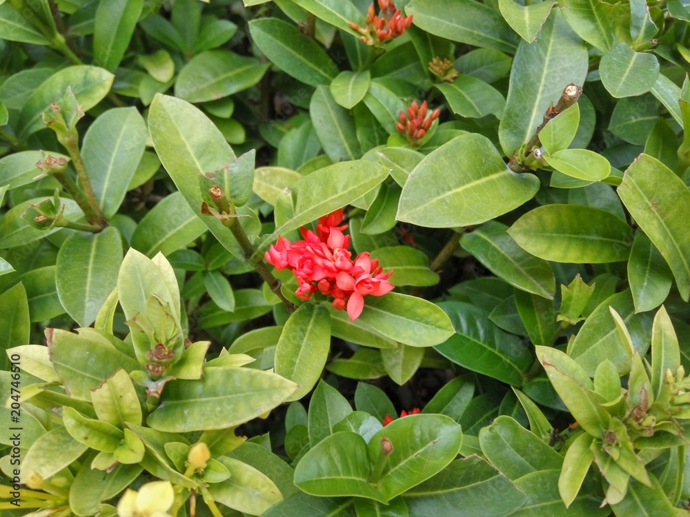 bright red flowers inside bush of green leaves. bright red flowers inside bush of green leaves.