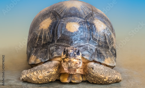 Canvastavla Wild tortoise closeup, Antsirabe, Madagascar