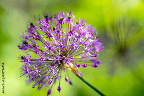close-up of one blooming purple ornamental onion