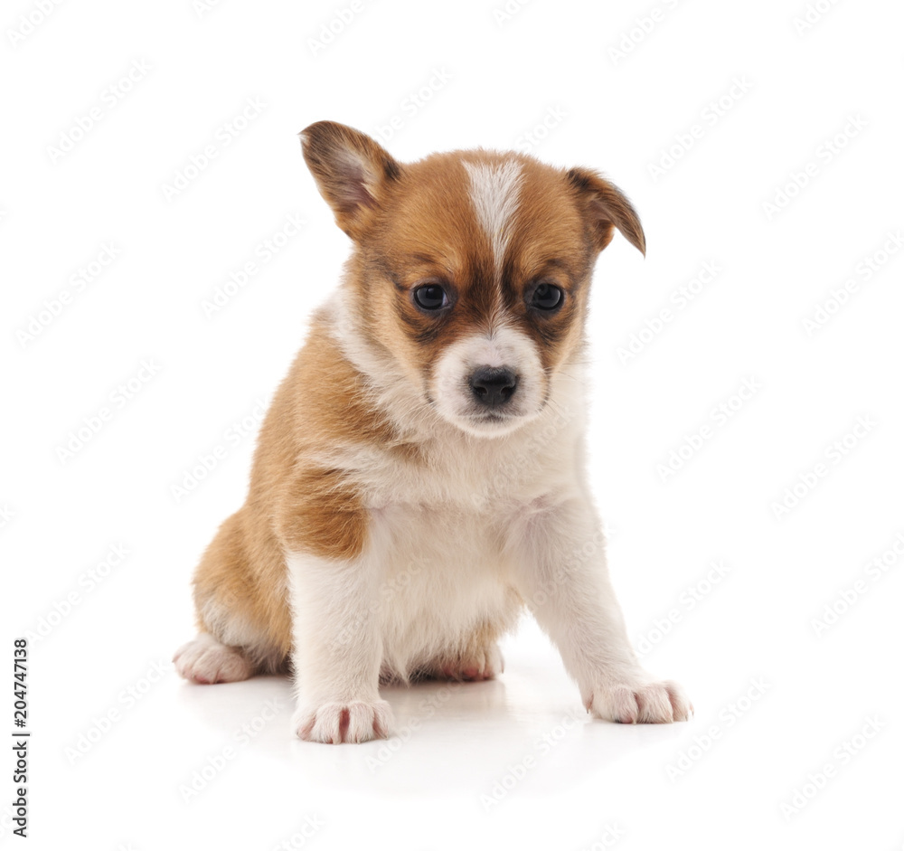 Obraz premium One little puppy.