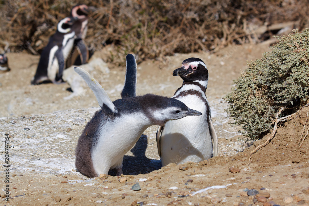 Fototapeta premium Magellan penguins