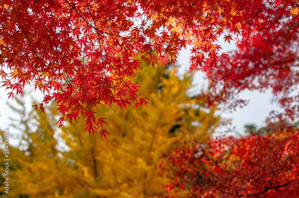 神戸森林公園の紅葉