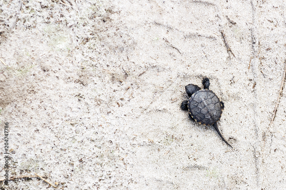 Small river turtle on a sandy background. Natural backgrounds. Animal world. Small river turtle on a sandy background. Natural backgrounds. Animal world.