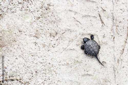 Small river turtle on a sandy background. Natural backgrounds. Animal world. photo