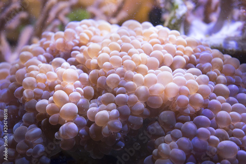 Marine life sea anemone Condylactis gigantea underwater in the sea