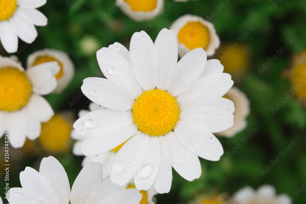 Fototapeta premium Daisies close-up picture