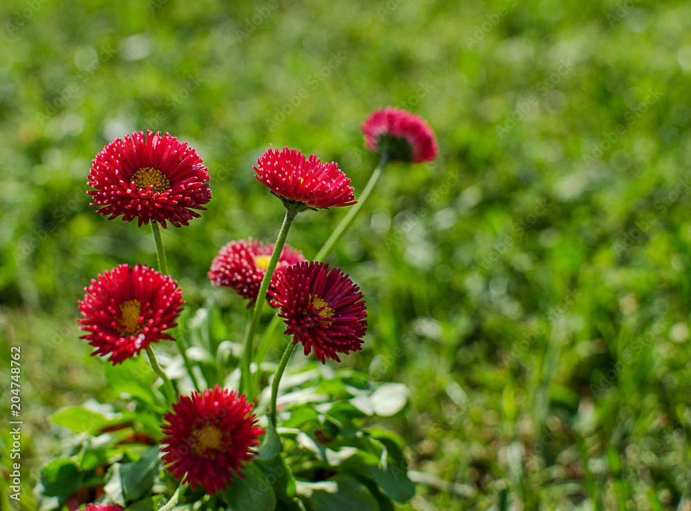 Soft daisies bloom in summer Soft daisies bloom in summer