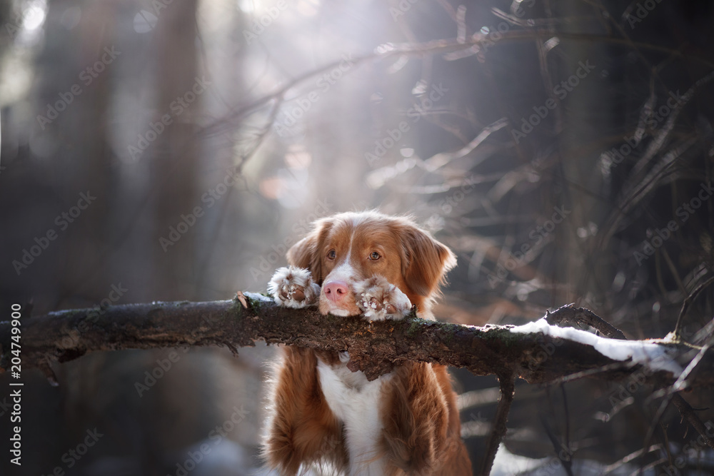 the dog put his paws on the stick. Pet in the forest