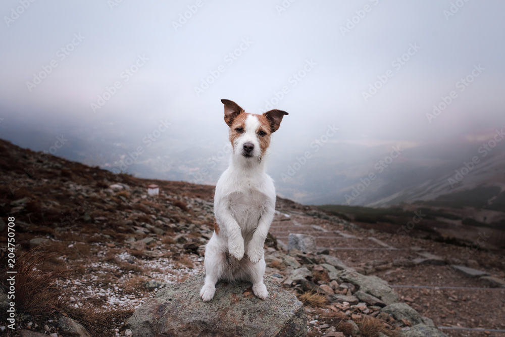 small dog in the mountains. Traveling with a pet. Jack Russell Terrier small dog in the mountains. Traveling with a pet. Jack Russell Terrier