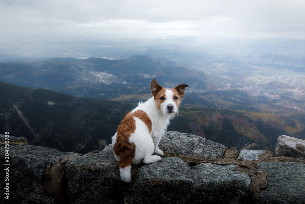 Fototapeta mały pies w górach. Podróżowanie ze zwierzakiem. Jack Russell Terrier