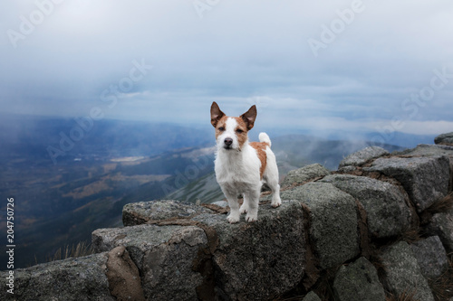 small dog in the mountains. Traveling with a pet. Jack Russell Terrier