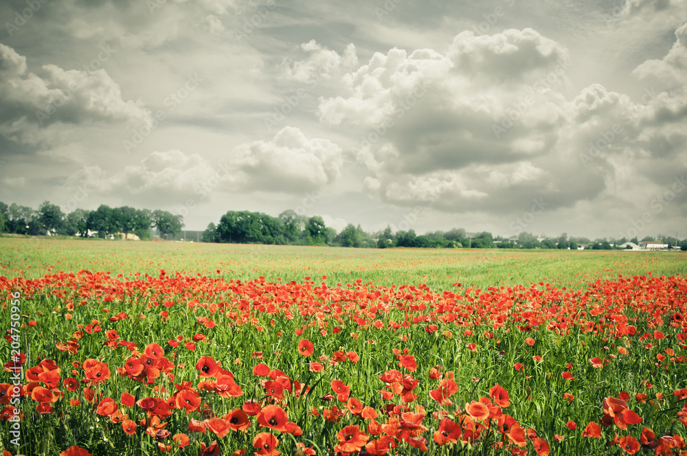 red poppies poppy field and meadow with cloudy sky like beautiful nature background 