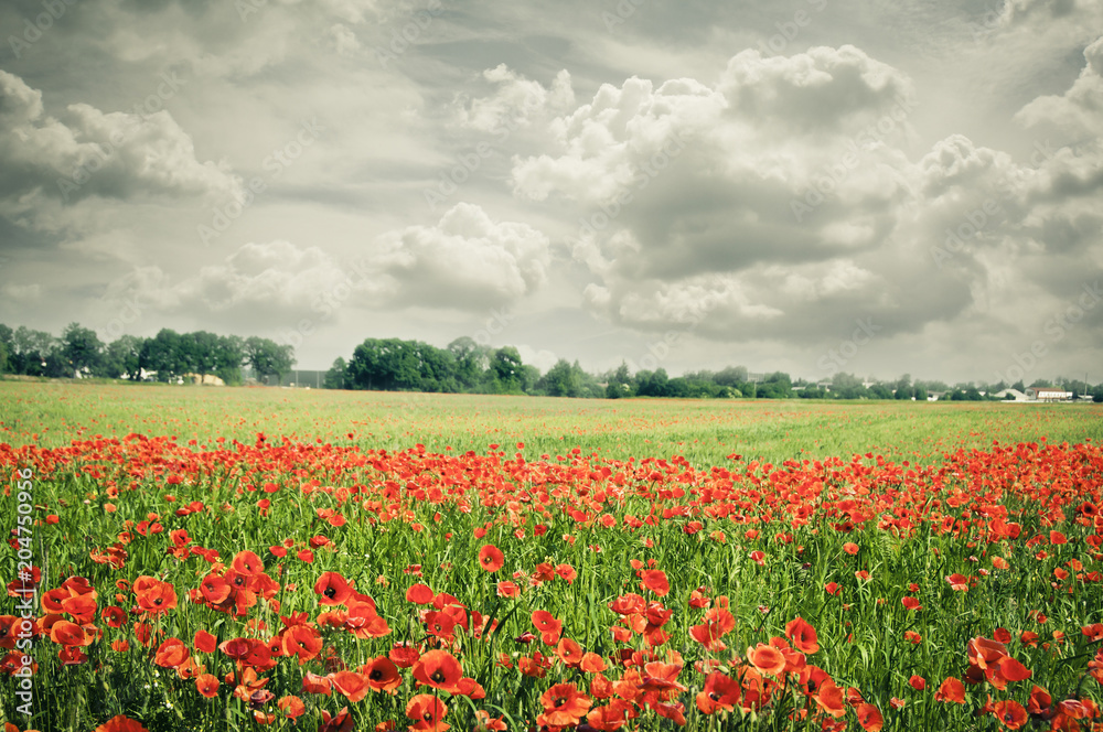 red poppies poppy field and meadow with cloudy sky like beautiful nature background red poppies poppy field and meadow with cloudy sky like beautiful nature background