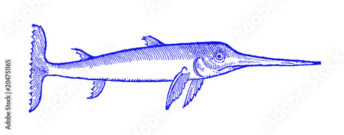 Sad looking swordfish (xiphias gladius) in profile view. Illustration after a historical or vintage woodcut from the 16th century