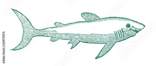 Shark with open mouth in profile view. Illustration after a historical or vintage woodcut from the 16th century