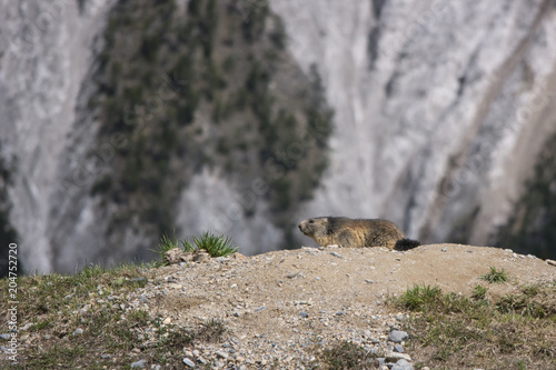 Marmot, near den, with the green grass