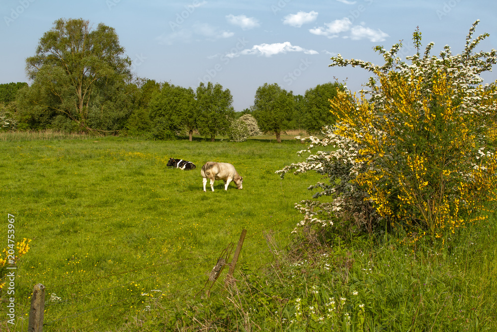 Fototapeta premium Pastoral