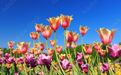 Fototapeta Naklejka Na Ścianę i Meble -  colorful tulips in a garden