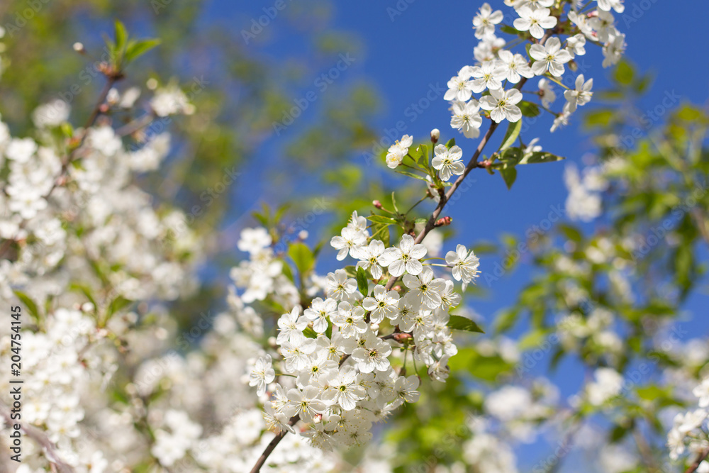 Spring blossom cherry tree branch and blue sky background Spring blossom cherry tree branch and blue sky background