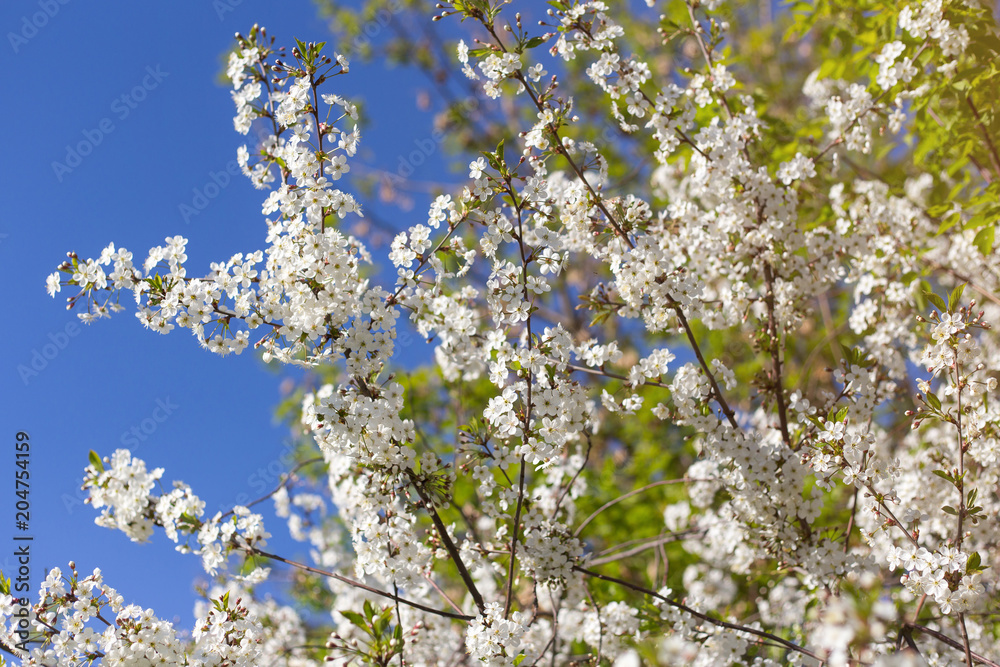 Spring blossom against blue sky background	