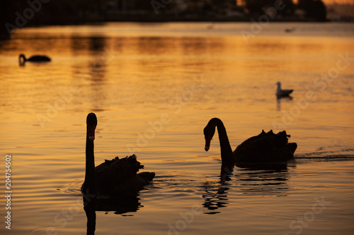 Fototapeta Naklejka Na Ścianę i Meble -  black swans on river in the sunset