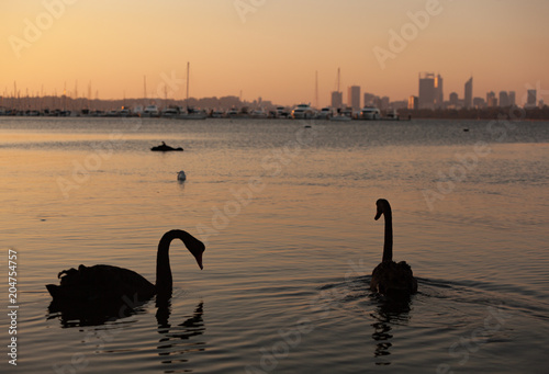 black swans on river in the sunset