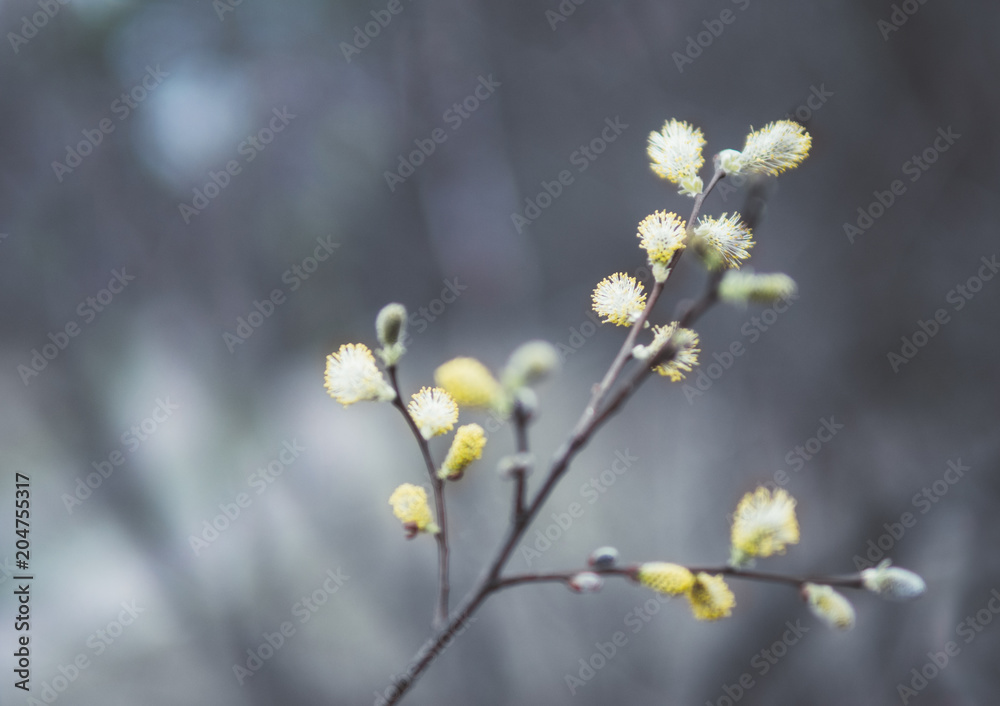 willow branches on a background