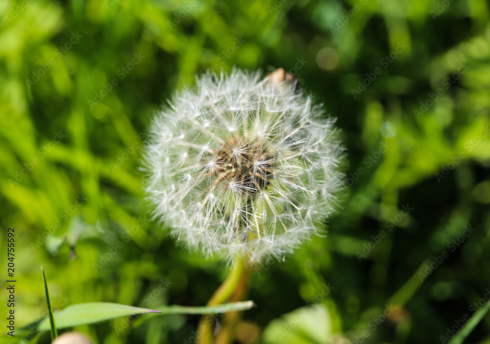 Yellow common dandelion (Taraxacum officinale) blooming Yellow common dandelion (Taraxacum officinale) blooming