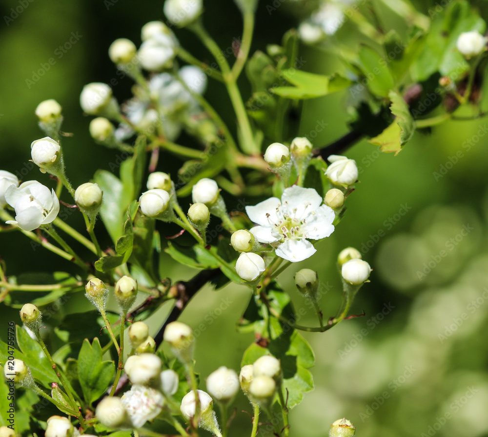 White flower of midland hawthorn, English hawthorn (Crataegus laevigata) blooming in spring White flower of midland hawthorn, English hawthorn (Crataegus laevigata) blooming in spring