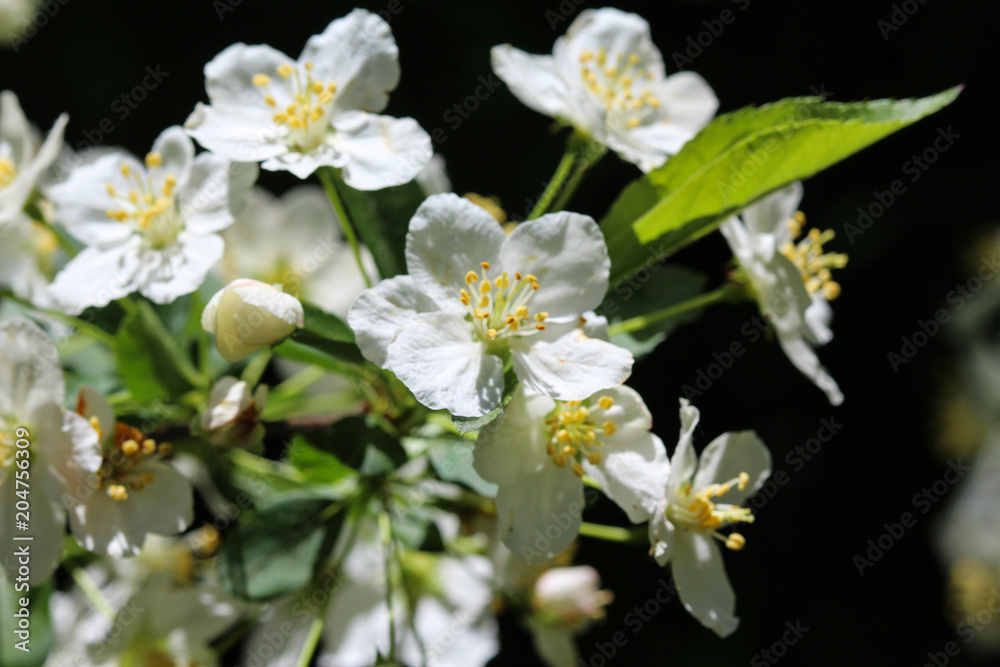 common hawthorn or single seeded hawthorn (Crataegus monogyna)