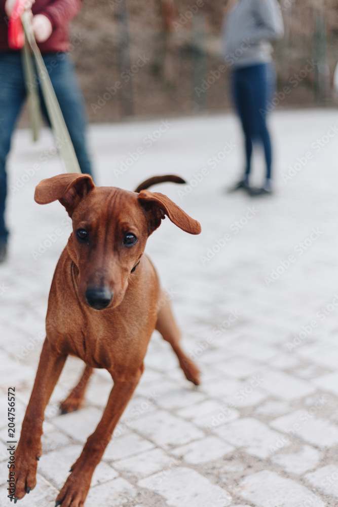 A young broun german pincher on a leash A young broun german pincher on a leash