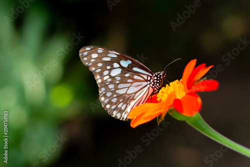 butterfly hanging on flower © redkphotohobby