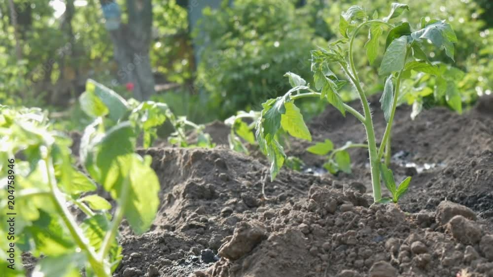 Row of Young green tomatoes just landed in the ground are standing on a sun in the garden Row of Young green tomatoes just landed in the ground are standing on a sun in the garden