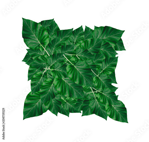 Creative layout made of leaves on white background.Nature concept