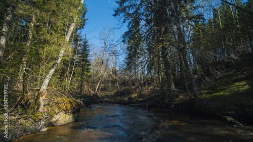 Small river stream  typical habitat for brown trout