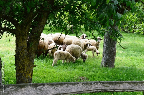 sheep and lambs in the meadow 