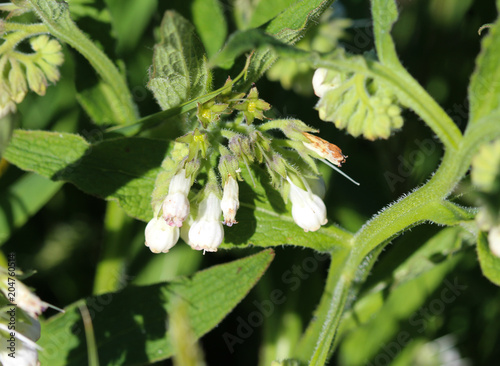 close up of wild common comfrey or true comfrey (Symphytum officinale) flower during spring