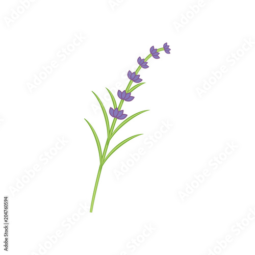 Branch of lavender