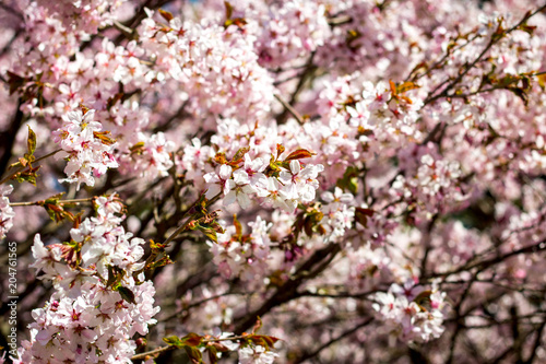 Beautiful cherry blossom sakura in spring time © Дарья Герасимова