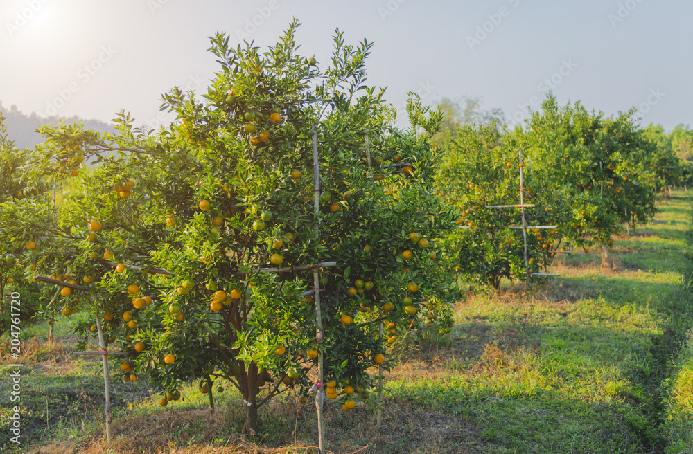 Fototapeta premium Bunch of ripe oranges hanging on a tree.Orange garden.