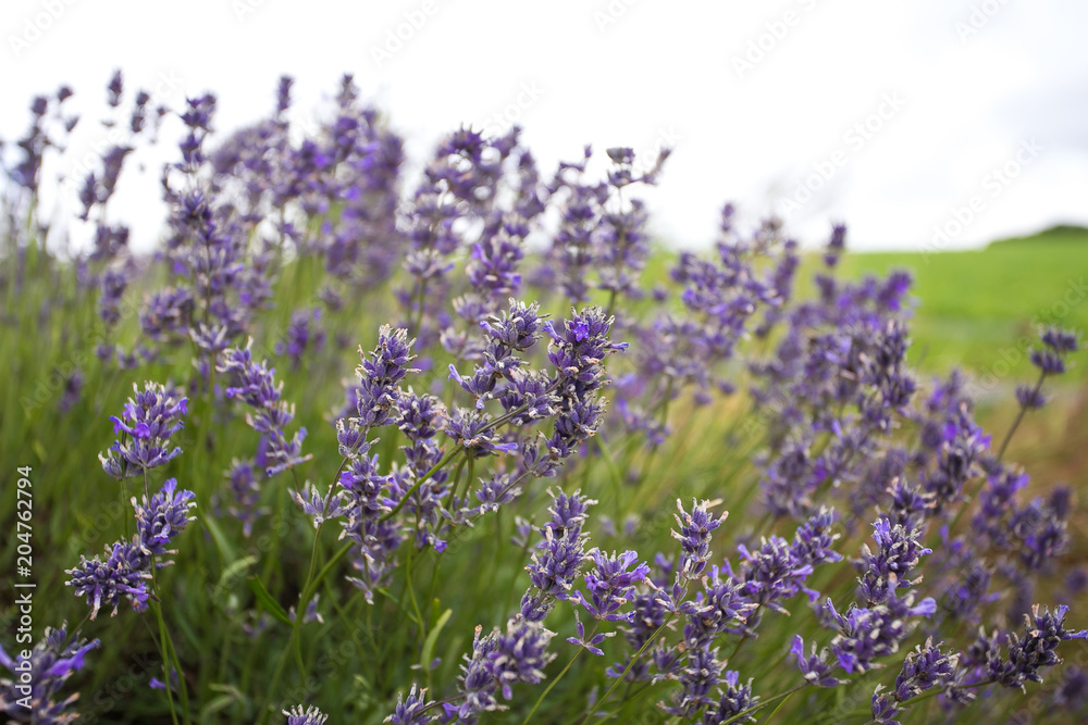 Obraz premium Purple lavender 03